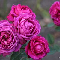 они на радость нам даны :: Олег Лукьянов