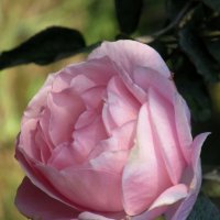 Розы... розы... :: viach 