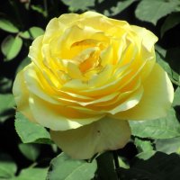 Розы... розы... :: viach 