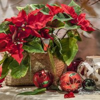 Пуансеттия - цветок  декабря.. :: Bosanat 