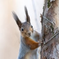 Белочка :: Владимир Лазарев