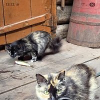 Каждому по рыбке :: Марина 