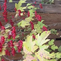 Калина :: Марина 