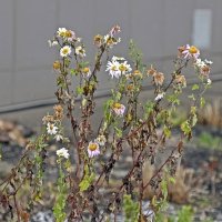 Цветы к Новому году :: Валерий Иванович