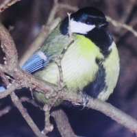 Объелась :: Людмила Смородинская