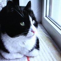 На окошке лучше :: Людмила Смородинская