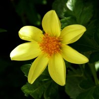 Жёлтая   Георгина :: Валентин Семчишин