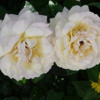 Белые  розы :: Валентин Семчишин