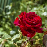 Алая  роза и капли  росы :: Валентин Семчишин