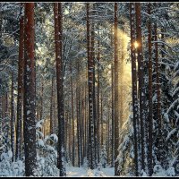 *** :: Aleksandr Gal