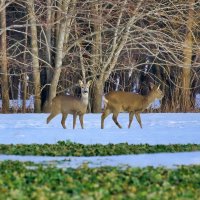 Косули :: Marina Pavlova