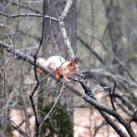 В парке :: Андрей Л. В.