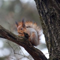 В парке :: Андрей Л. В.