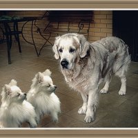 На зарядку становись! :: Владимир Кроливец