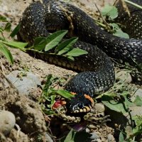 "СЫТНЫЙ ОБЕД..."   НЕ ПОВЕЗЛО КВАКУШКЕ...... :: Надежда Куркина 