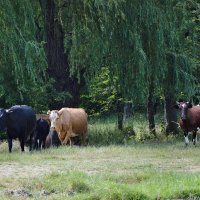 На пастбище... :: Надежда Куркина 