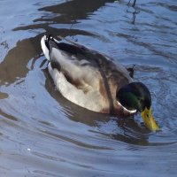 Поймал! :: Freddy 97