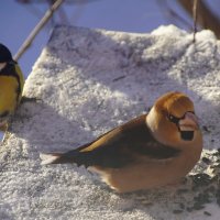 Дубонос и синица :: Сергей Ц