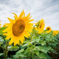 Подсолнух :: Максим 