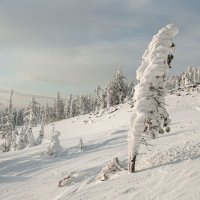 В снежном наряде :: Сергей Герасимов