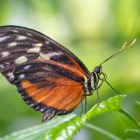 *** :: Viktor Makarov