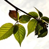 на фоне неба... :: Александр Герасенков