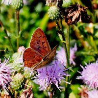 опять про бабочек...221 :: Александр Прокудин