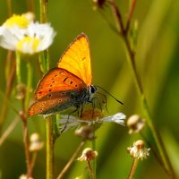 опять про бабочек...224 :: Александр Прокудин