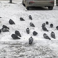 Холодно и голодно :: Валерий Иванович