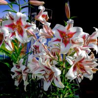 На даче :: Александр Силинский