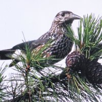 Кедровка прилетела :: Людмила Смородинская