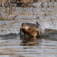 кряква на взлете. :: юрий макаров