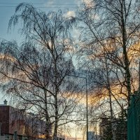 "Листья сброшены до единого..." :: Сергей Шатохин 