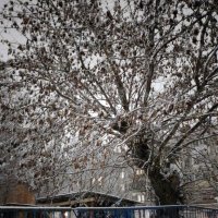 *** :: Валентина Береснева