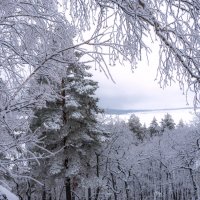 Зимнее волшебство :: Наталья Димова