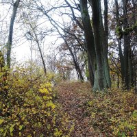 Ашманн парк, Калининград :: Рита Симонова