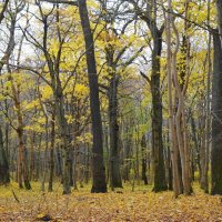 Ашманн парк, Калининград :: Рита Симонова Ашманн парк, Калининград :: Рита Симонова