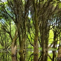 Лес :: Александр 