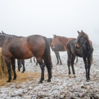 Локотской конезавод Брянская область. :: Галина Ложечникова