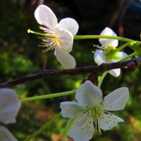 Весенние  цветы :: Валентин Семчишин