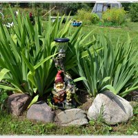 Дачная клумба :: Ната57 Наталья Мамедова