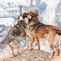 Светла и Рекс :: Игорь Волков