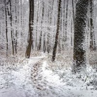 "Выпавший снег в парке"© :: Владимир Макаров "Выпавший снег в парке"© :: Владимир Макаров