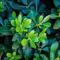 Смолосемянник :: Светлана SvetNika17