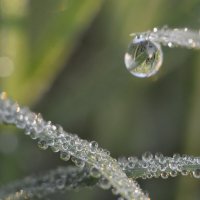 Росы, росы... Божья благодать. :: Надежда Куркина 