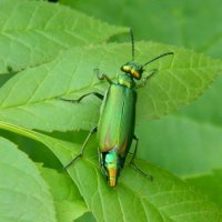 ШПАНСКАЯ  МУШКА. :: Галина 