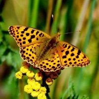 опять про бабочек...229 :: Александр Прокудин