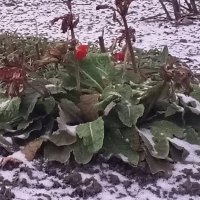 Примула :: Сапсан 