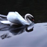 Лебедь :: dindin 