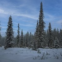 Сибирская тайга :: Aleksey Afonin